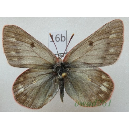 Colias nastes ferrisi Verhulst, 2004 male Canada16b